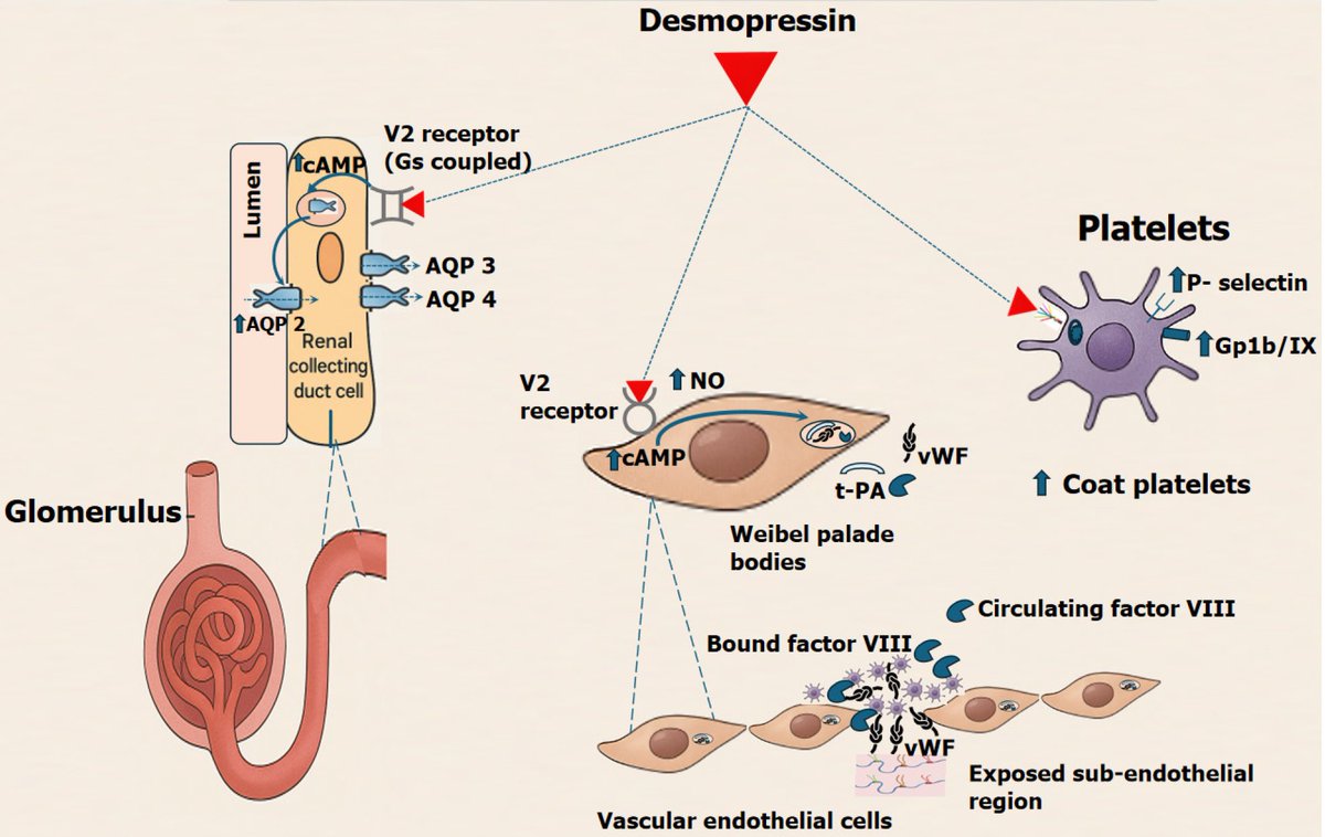 CritCareReviews's tweet photo. Today's Paper of the Day is:

Haemostasis and beyond: the expanding role of desmopressin in intensive care

https://t.co/JKgcYjlUQ5

Join us to read 1 paper per day and stay up-to-date as we cover the spectrum of critical care across 2026 https://t.co/RDeJd2oiQI
