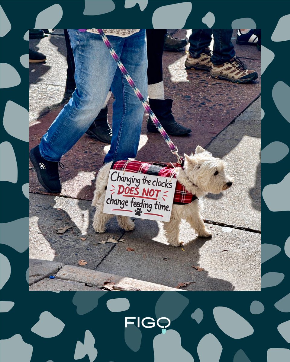 Figo Pet Insurance tweet media