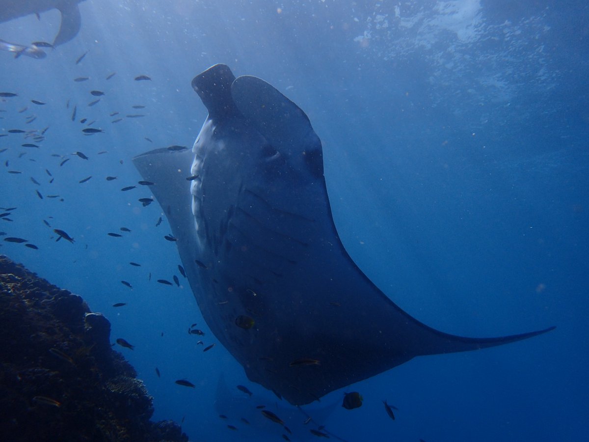 enadive's tweet photo. Come visit us in Bali, book to https://t.co/HnQv5WaDgS #mantaray #stingray #divers #deepdive #shoredive https://t.co/T3phbv2RZP