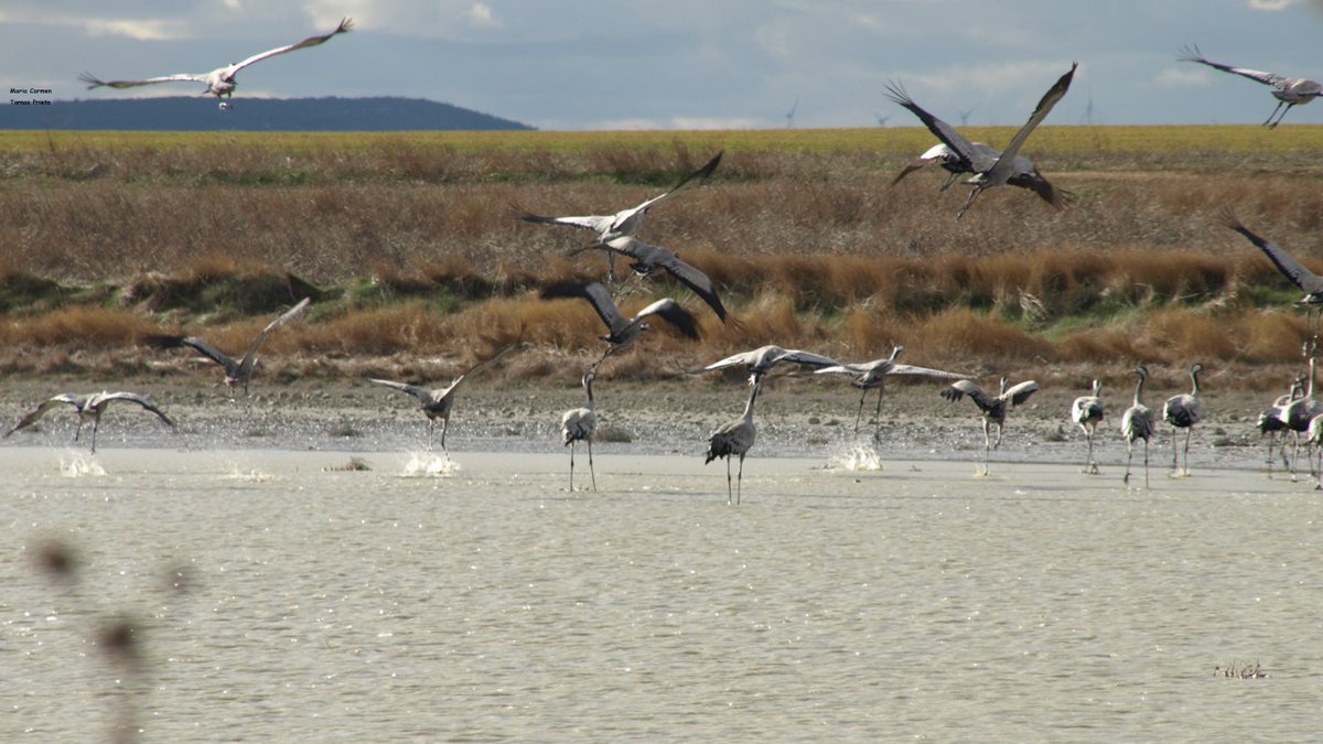 Temperatura 🌡 a las 8h  3.2°
Cielo cubierto, lluvia escasa.
Buen y feliz día para todos.
Domingo 8 de marzo 2026
#balsaDeSanted #grullas