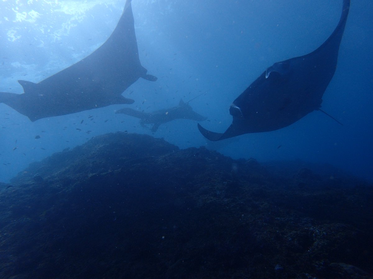 enadive's tweet photo. Come visit us in Bali, book to https://t.co/HnQv5WaDgS #mantaray #stingray #divers #deepdive #shoredive https://t.co/T3phbv2RZP