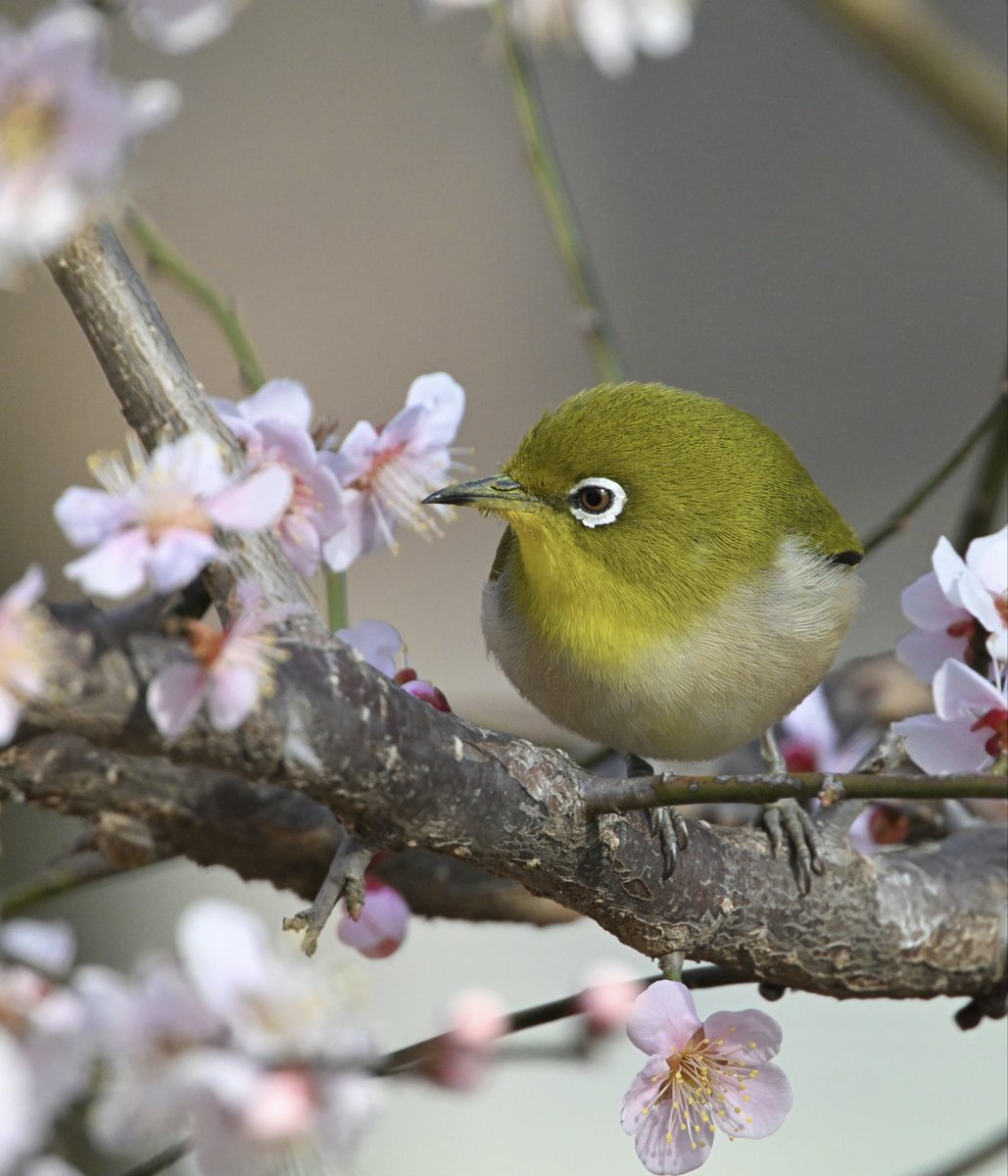 梅の香り〜🌸

クンクン…梅ジュース🥤🐥♪

#野鳥 #野鳥観察 #野鳥写真
#自然散策 #信州 #メジロ #梅ジロー