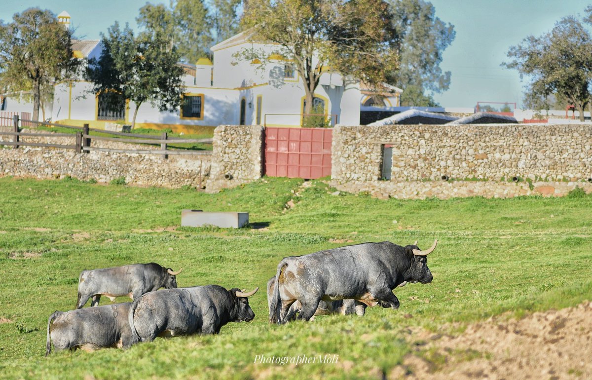 El Mòli tweet media