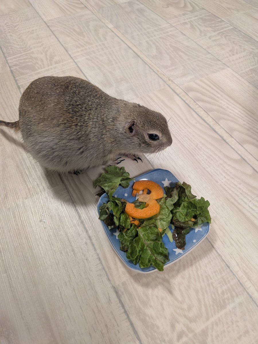 ニコルとウィリーといる日常 tweet media