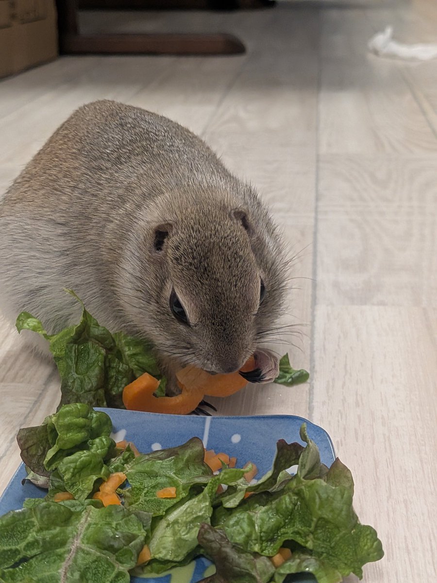 ニコルとウィリーといる日常 tweet media