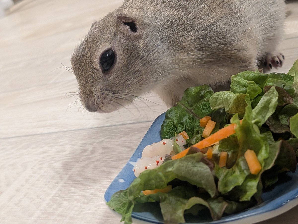 ニコルとウィリーといる日常 tweet media