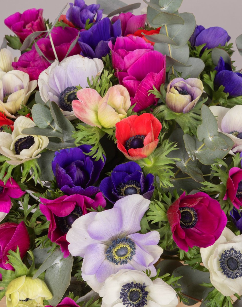 Today, we celebrate the leadership, resilience, and vital contributions of women in our communities and beyond. 
#8March #Diplomacy #Community 
#IWD2025