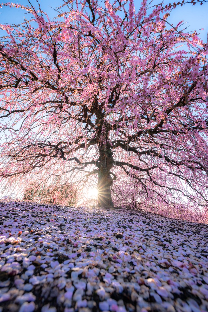 moimoi@SF (@singularityfree) / Posts / X