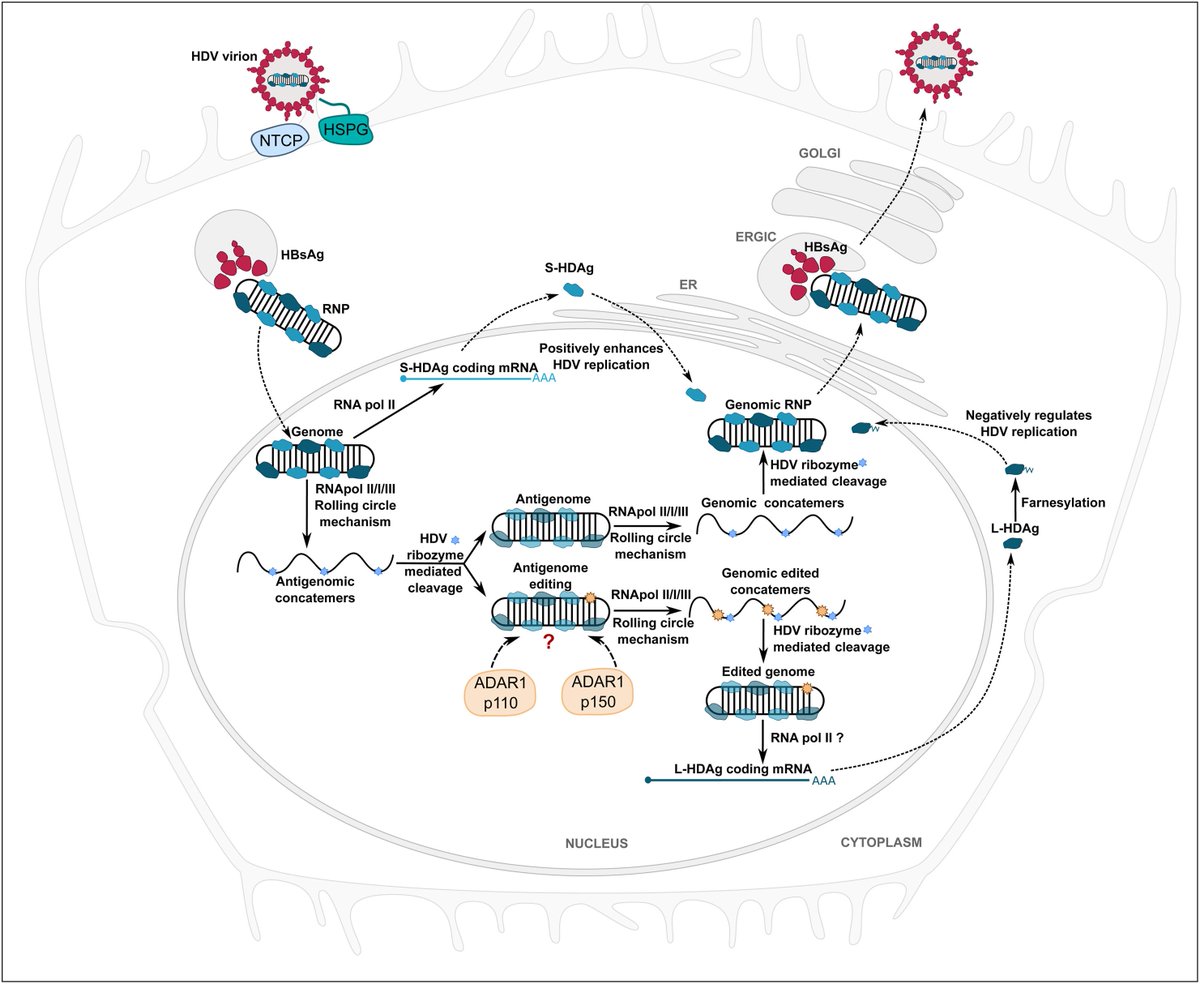 Biomedical Journal tweet media