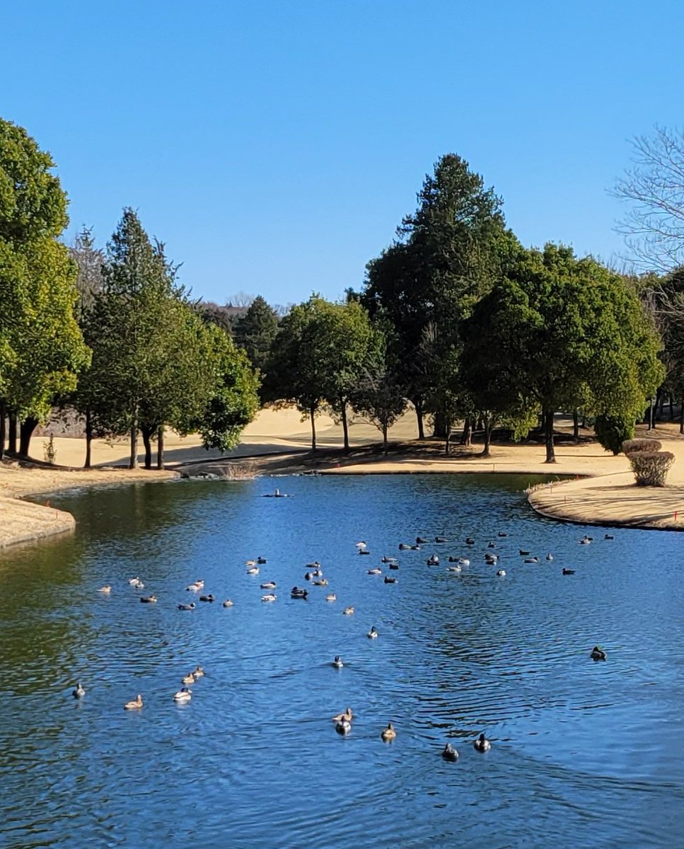 虹🌈@ゴルフ tweet media