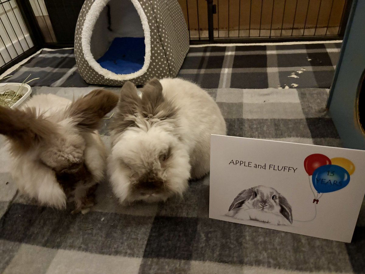 Apple and Fluffy tweet media