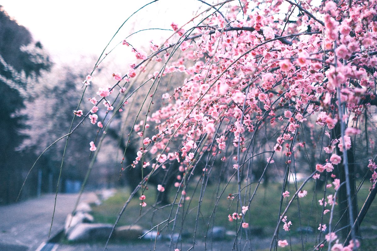 あいすてゃん tweet media