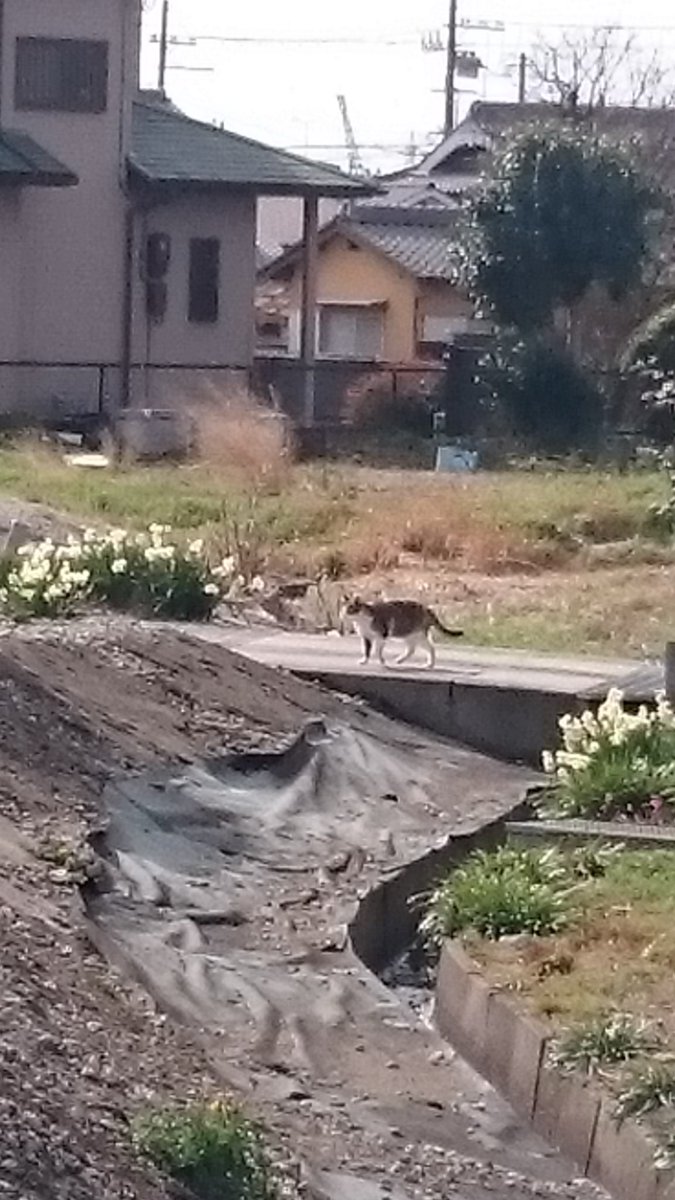 traji0306's tweet photo. 3月1日（月）に西二見駅北付近で目撃情報をもらいました。
一週間探して見つけたかと思ったら違う子でした。
よく似ていたのですが、ツートン模様が少し違ってました。

見かけた方ご連絡お待ちしてます。

#西二見　#東二見　#播磨町　#イトーヨーカドー明石　#拡散希望　#迷子猫 https://t.co/z0rxOuo5ZX