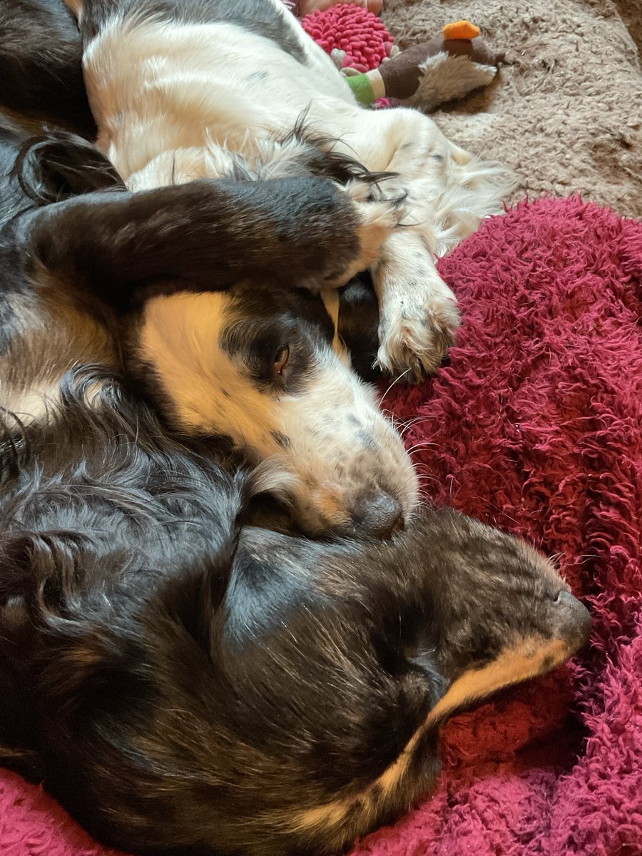 Fiona Shoop tweet media