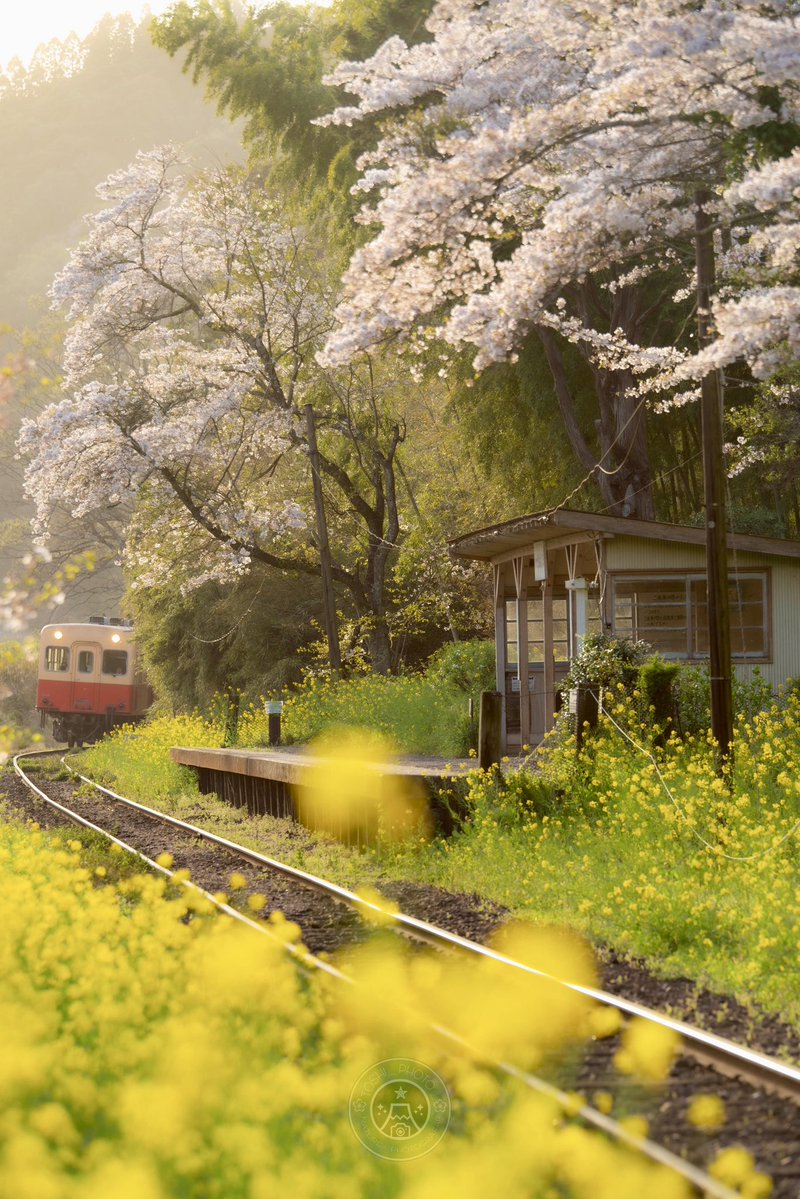 Toshi / Nature Photographer tweet media