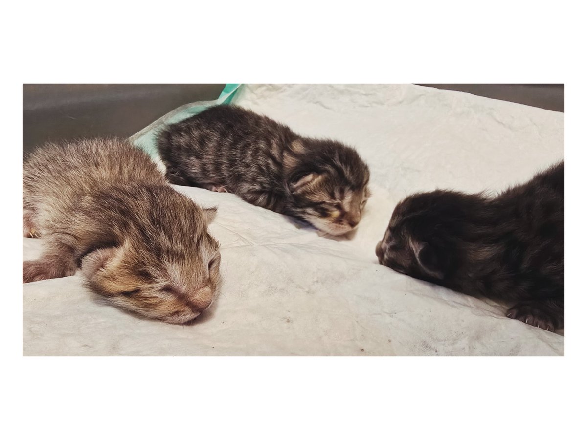 بابای پابلو tweet media