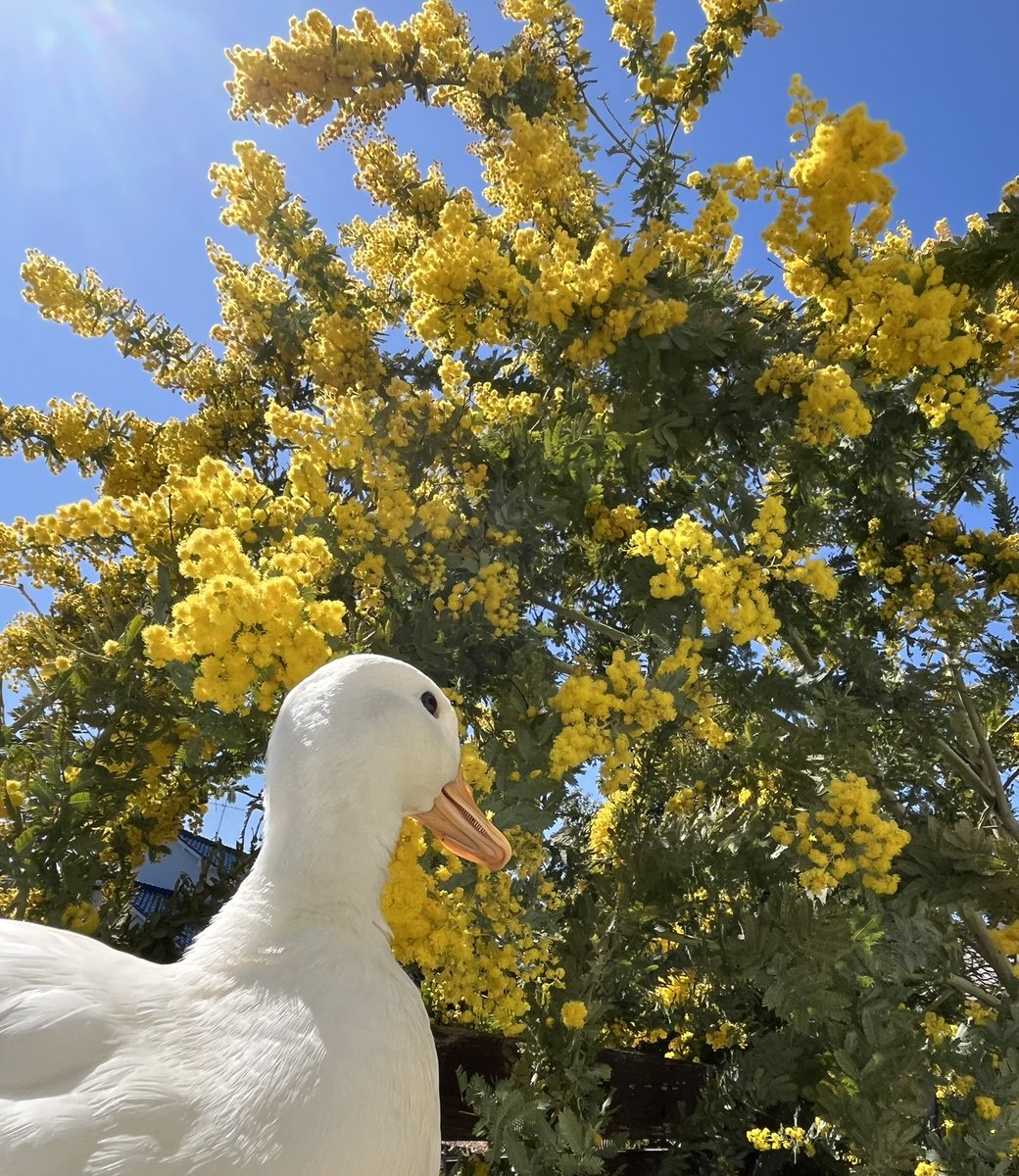 みもざ tweet media