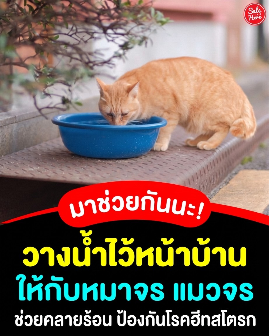 salehere1's tweet photo. 📣 ช่วยน้องหมาแมวจรดับกระหายคลายร้อน! วางน้ำเปล่าหน้าบ้าน ช่วยชีวิตน้อยๆ ได้ง่ายๆ

📌 ดูเพิ่มเติม > https://t.co/ihebJ0p98x

#SaleHere #เซลเฮียร์ #วางน้ำให้น้อง #อากาศร้อนช่วยน้องด้วย #หมาจรแมวจร https://t.co/2RbvltyrbO