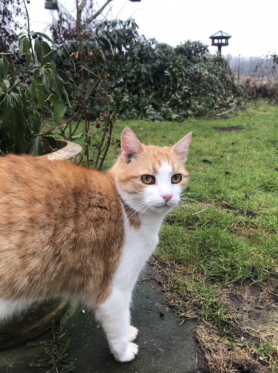 shetlandbook's tweet image. Allowed out for a short stroll and off the painkillers. Two more days with antibiotics and he is back to his usual 🦄 activities. 
#ponyhour #Cats #Injury