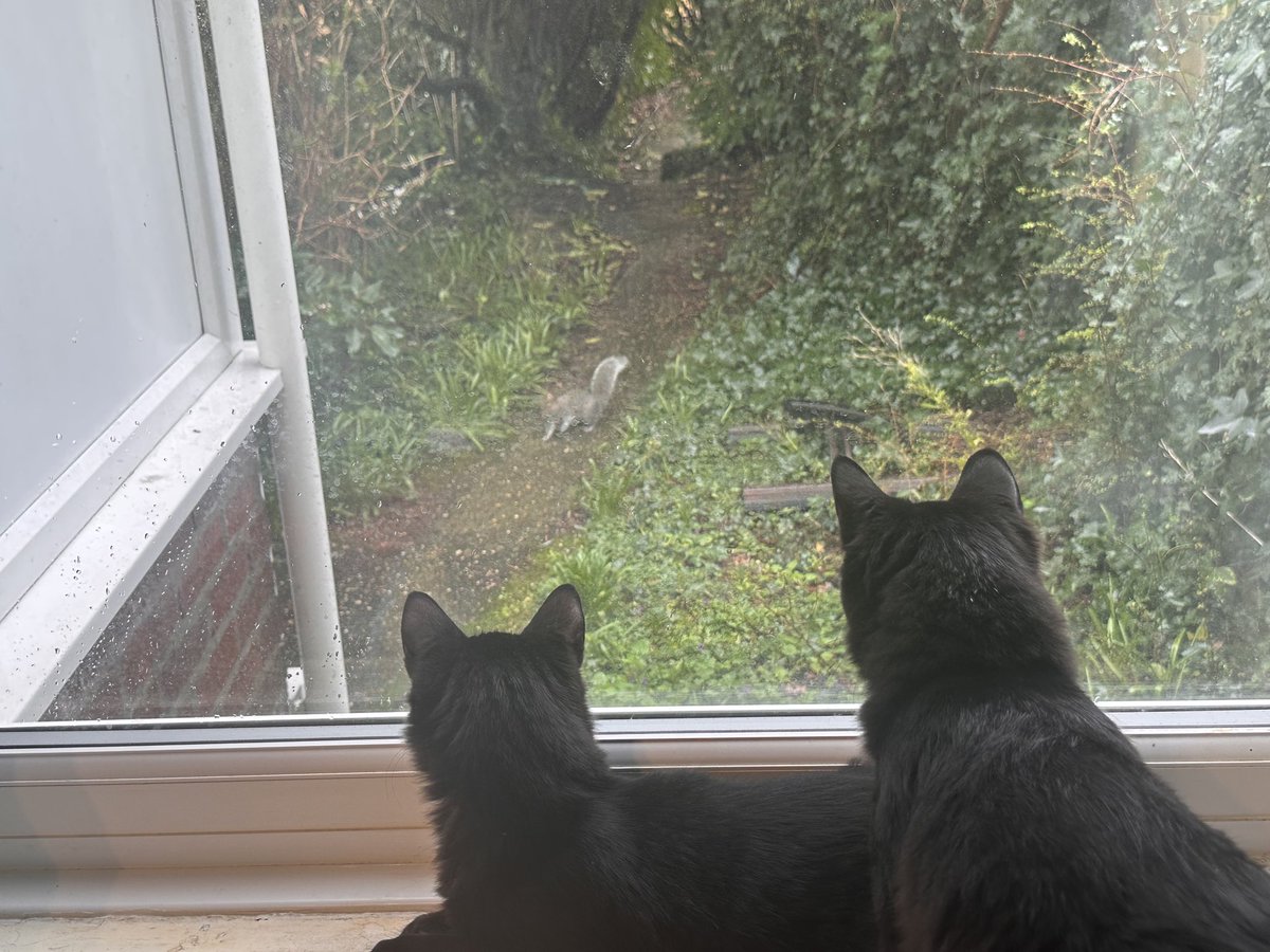 ButchSundanceUK's tweet image. Sunday #Funday and we are doing our #Hedgewatch and omg do you see it? Fluffy tailed creature outside our see through wall. 🐿️ #ButchAndSundance #SundayFunday #KittensOfX #KittensOfX #KittyTwitter Have a pawesome day furriends! 😻🐾