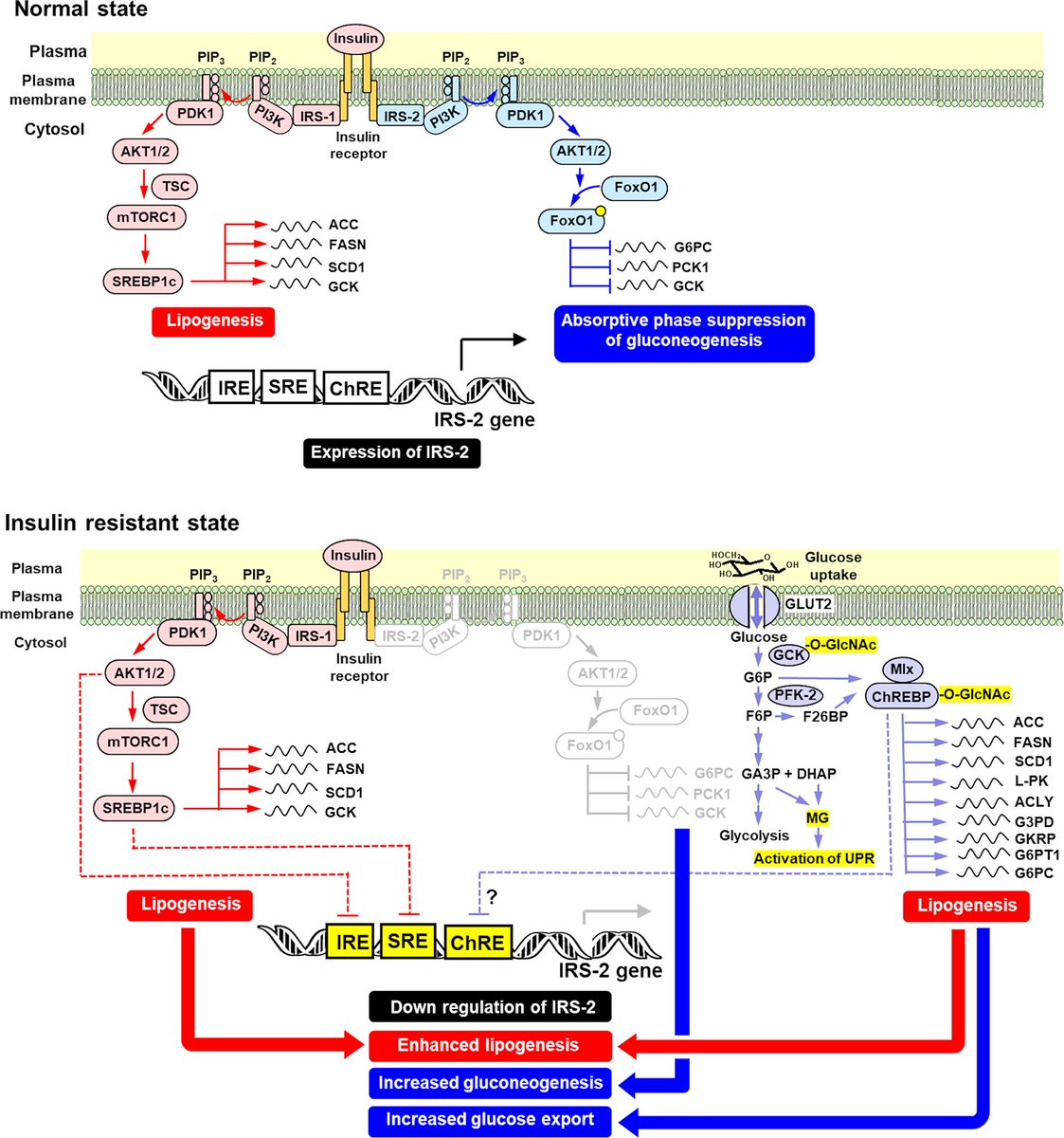 Paul J Thornalley tweet media