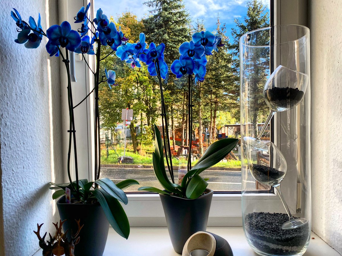 Wünsche allen Frauen auf dieser Welt einen wunderschönen Frauentag. #Frauentag