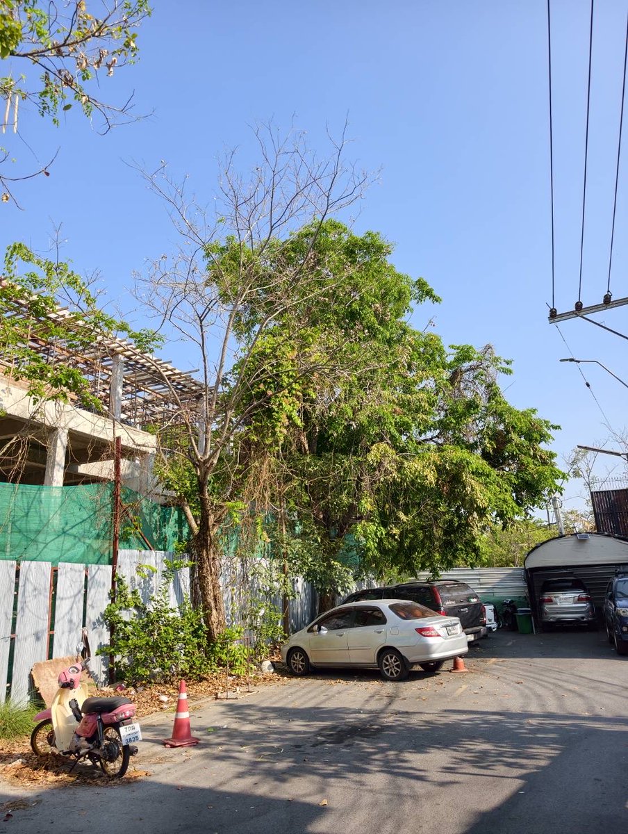 Chonlanat Koaykul tweet media