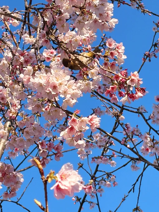 春めいてきた
