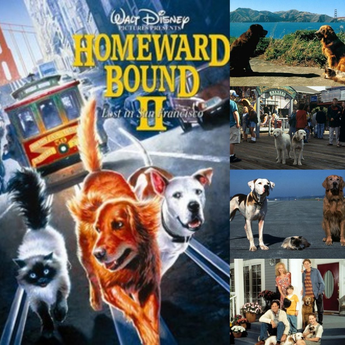 ArenStenslie's tweet image. Today, it even marks the #30thanniversary of #WaltDisneyPictures's "#HomewardBound2LostInSanFrancisco".
#Disney @Disney #ChanceTheBulldog @realmikefox #ShadowTheGoldenRetriever #SassyTheCat #DelilahTheKuvasz #BobSeaver #LauraSeaver #PeterSeaver #HopeSeaver #JamieSeaver