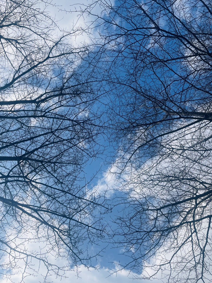 ぼたんゆり/りんご tweet media