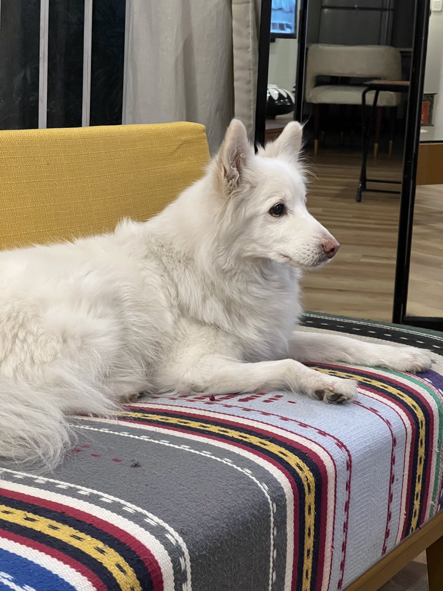 Pervaiz Rashid tweet media