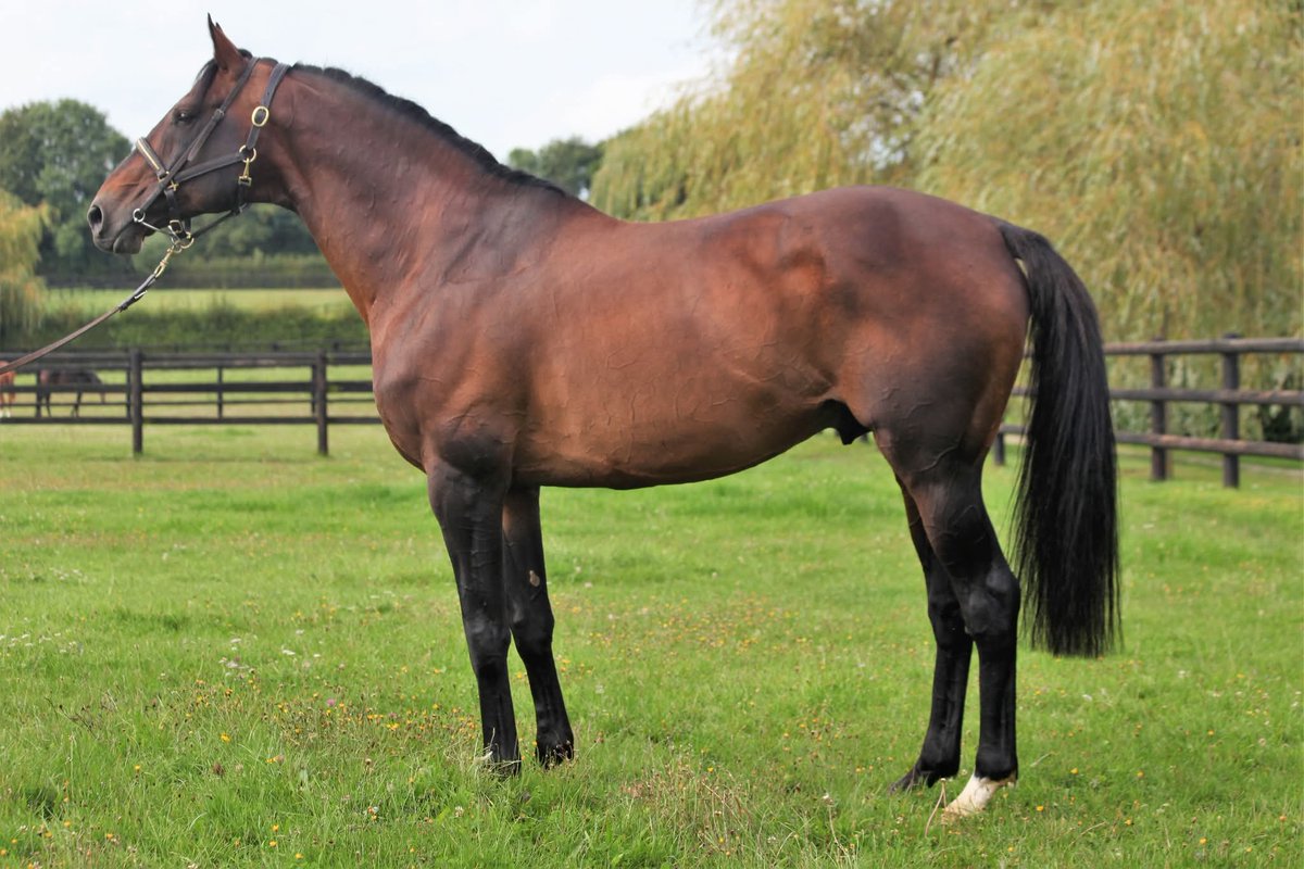 The sire Brave Mansonnien, carrying the rare blood of founder Byerley Turk, stands at <a href="/HarasdeBuzancy/">Haras de Buzancy</a>. He provides this famous French ability to jumps !