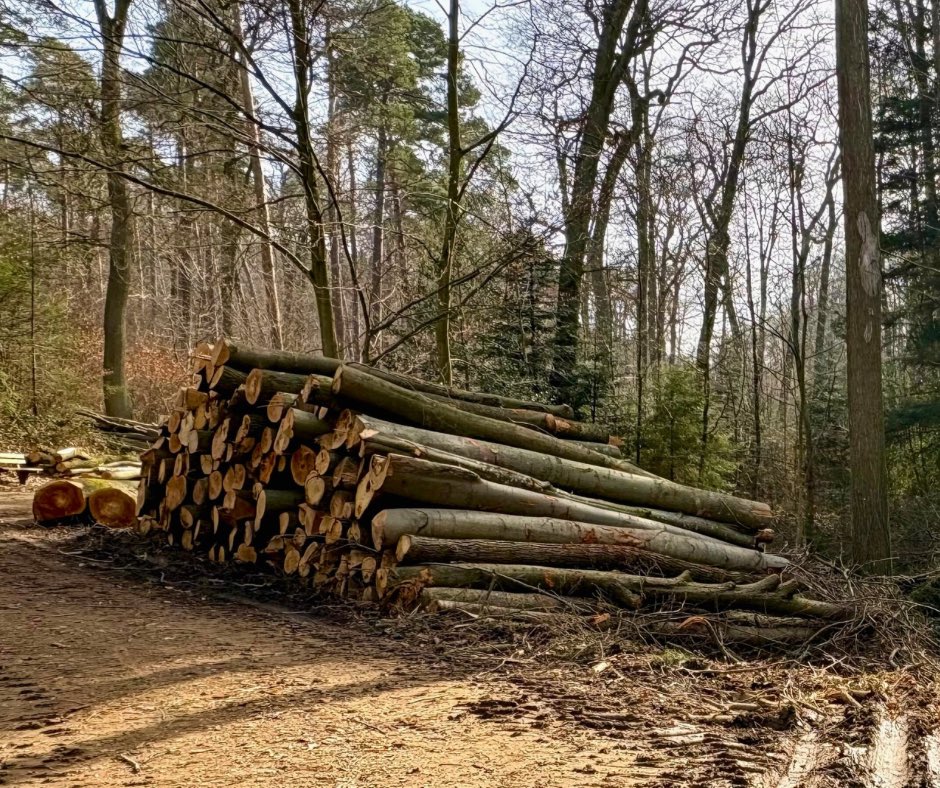 Wilde Wälder tweet media