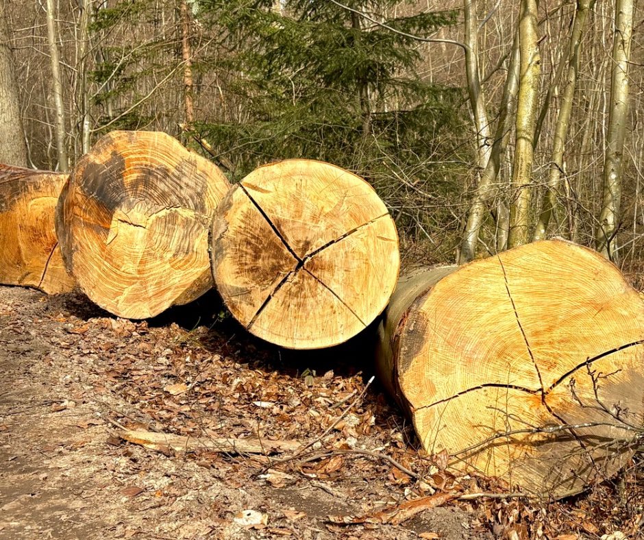 Wilde Wälder tweet media