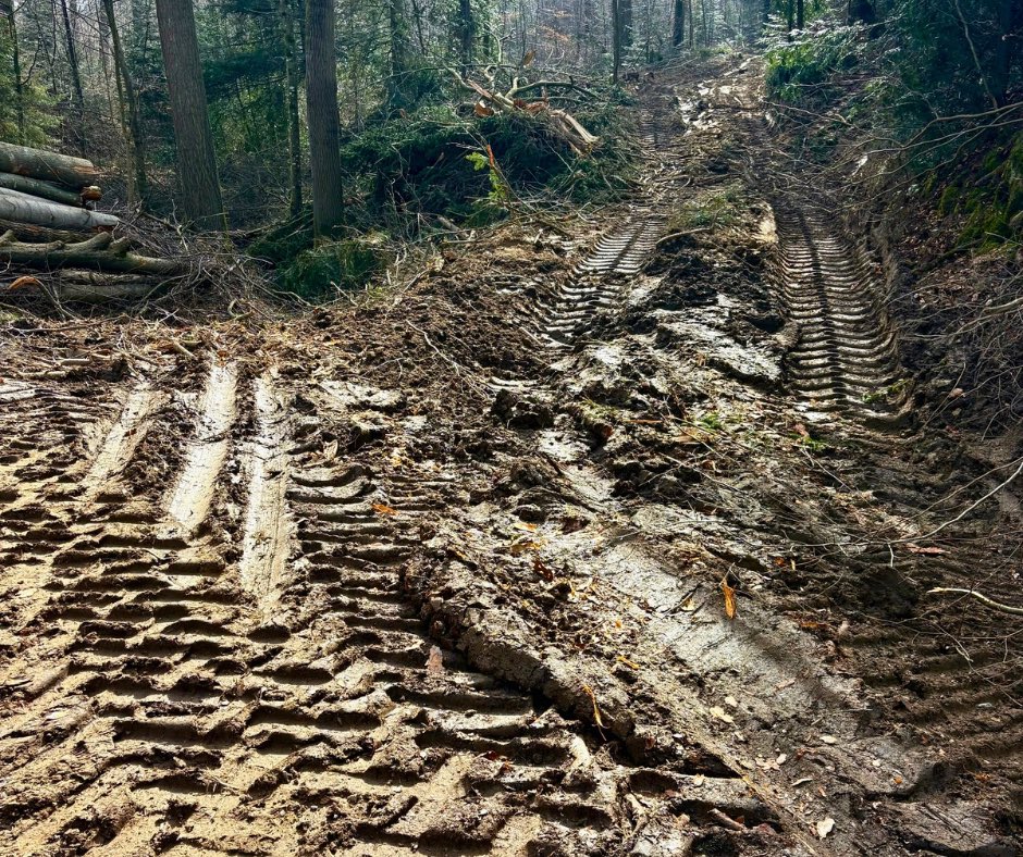 Wilde Wälder tweet media