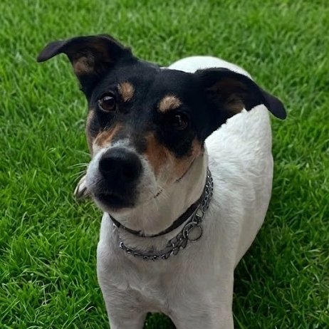 NUEVA VIDA ADOPCIONES tweet media