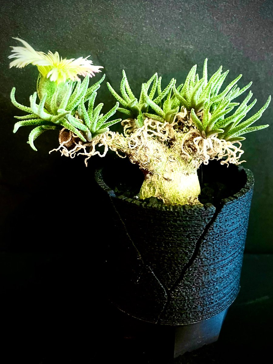NekoTaniku's tweet photo. チレコ���ン ペアルソニー 🐘白象
Tylecodon pearsonii
のツモリで育てていたけど

初めて開花したけど
😱🙀💦  🌼花が違う！
そして🐘白像特有の白い枝もない‼︎

キミは 誰… ！？

#ssn鉢 SSN SP01 60㎜ https://t.co/jTssQHhIN2