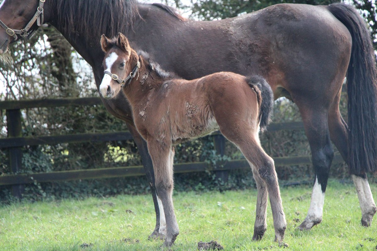 PiercetownStud's tweet photo. Next we have this strong colt by Sands of Mali (@YeomanstownStud), half brother to 5 winners, out of 95 rated mare Karamaya (Invincible Spirit). 

#RPFoalGallery @rpbloodstock https://t.co/qzrRn1LNCy