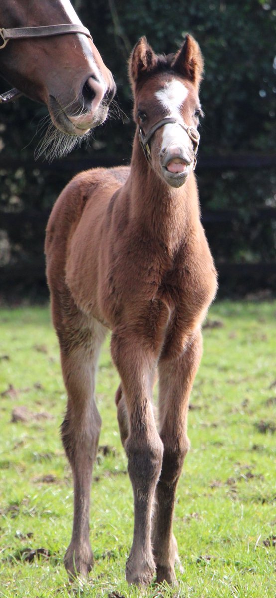 PiercetownStud's tweet photo. Next we have this strong colt by Sands of Mali (@YeomanstownStud), half brother to 5 winners, out of 95 rated mare Karamaya (Invincible Spirit). 

#RPFoalGallery @rpbloodstock https://t.co/qzrRn1LNCy