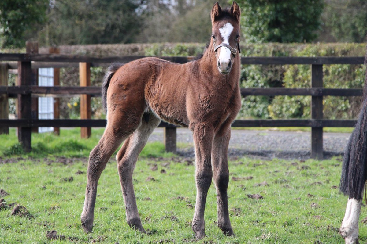Next we have this strong colt by Sands of Mali (<a href="/YeomanstownStud/">Yeomanstown Stud</a>), half brother to 5 winners, out of 95 rated mare Karamaya (Invincible Spirit). 

#RPFoalGallery <a href="/rpbloodstock/">Racing Post Bloodstock</a>