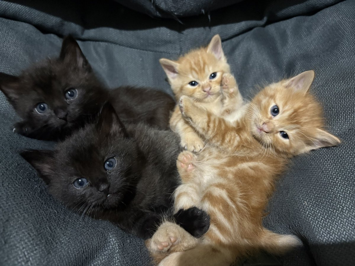 sean forger tweet media