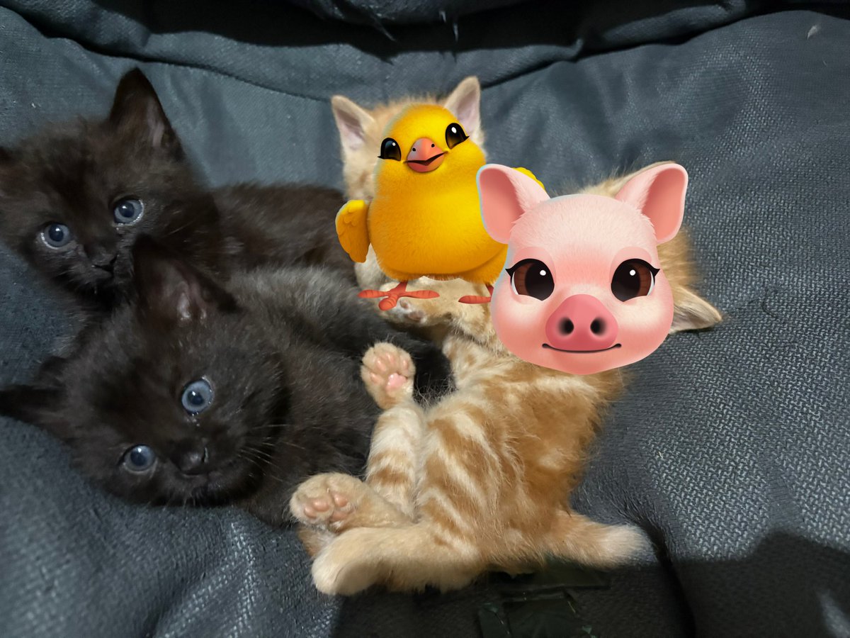 sean forger tweet media