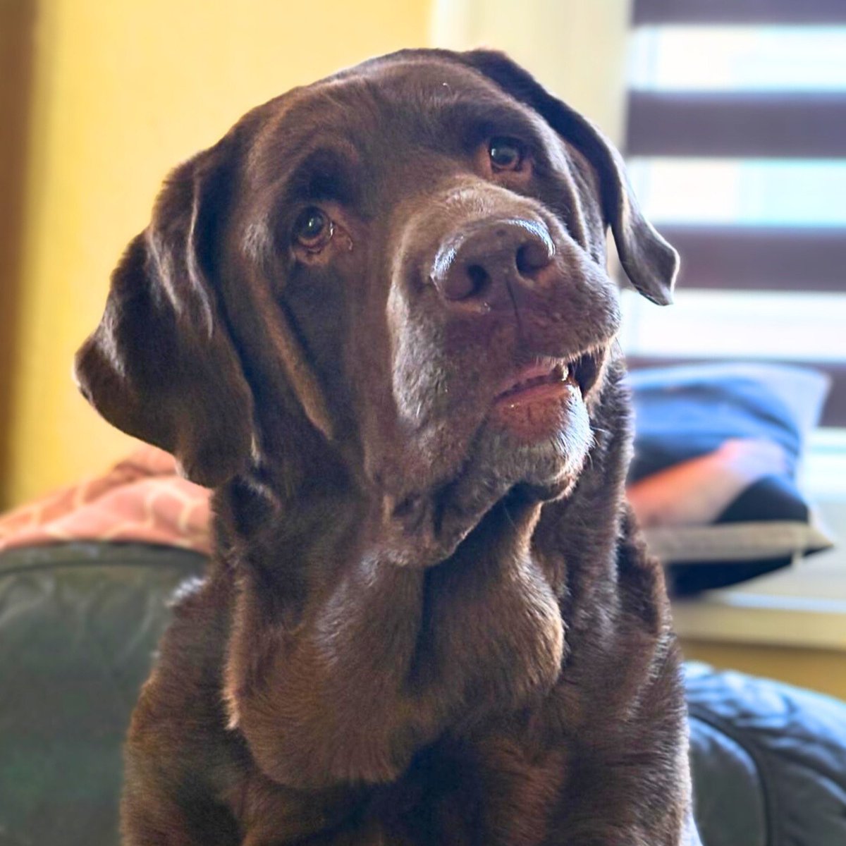 Labrador Toffee (7) sucht ein neues Zuhause!!! Kinderlieb, für Anfänger geeignet, für die Stadt geeignet
Toffee muss leider auf Grund einer schweren Erkrankung innerhalb der Familie abgegeben werden.
Die 57 cm große, 33 kg schwere Toffee ist sehr menschenbezogen, anhänglich und