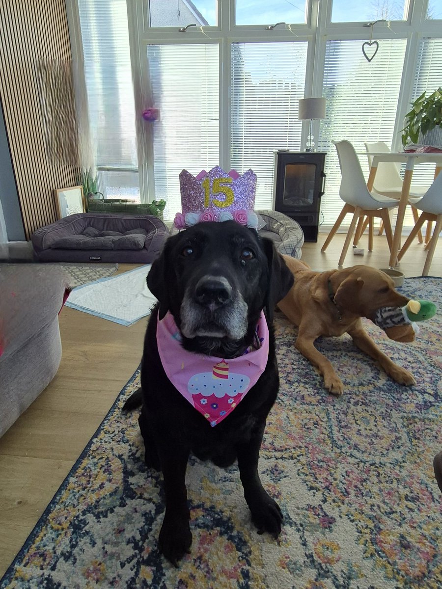 Olliemorr20171's tweet image. It's a very special day today, Alice is celebrating her 15th Birthday. 🎉🎉 Happy Birthday to the best girl ever, we all love you very much ❤️🎁🐶 #birthdaygirl #labrador