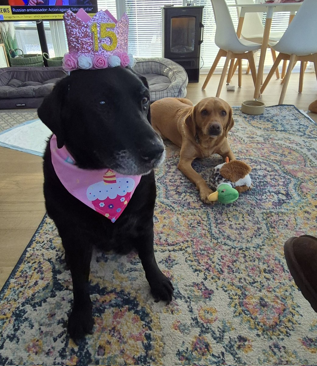 Olliemorr20171's tweet image. It's a very special day today, Alice is celebrating her 15th Birthday. 🎉🎉 Happy Birthday to the best girl ever, we all love you very much ❤️🎁🐶 #birthdaygirl #labrador