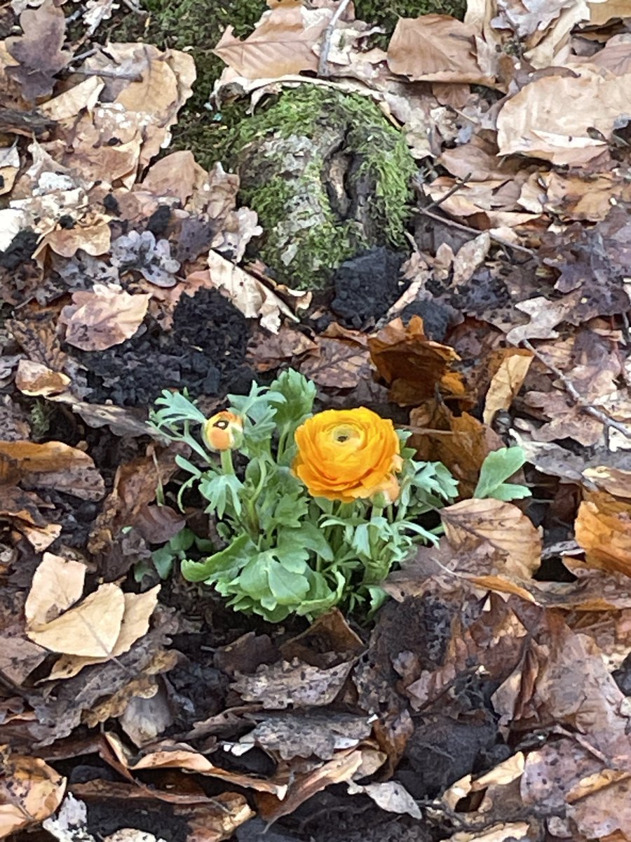 fragmentiert's tweet photo. Danke an die #Frauen, die mit #Leidenschaft #Handwerk bewahren.
Danke an die Frauen, die #mutig neue Wege für unsere #Umwelt gehen.
Danke an ALLE, die diese Werte mit uns teilen u. weitertragen.
Wenn wir Frauen stärken, bewegen wir gemeinsam mehr.
-
https://t.co/gvHmFJH11x https://t.co/EKjYIrO4gO