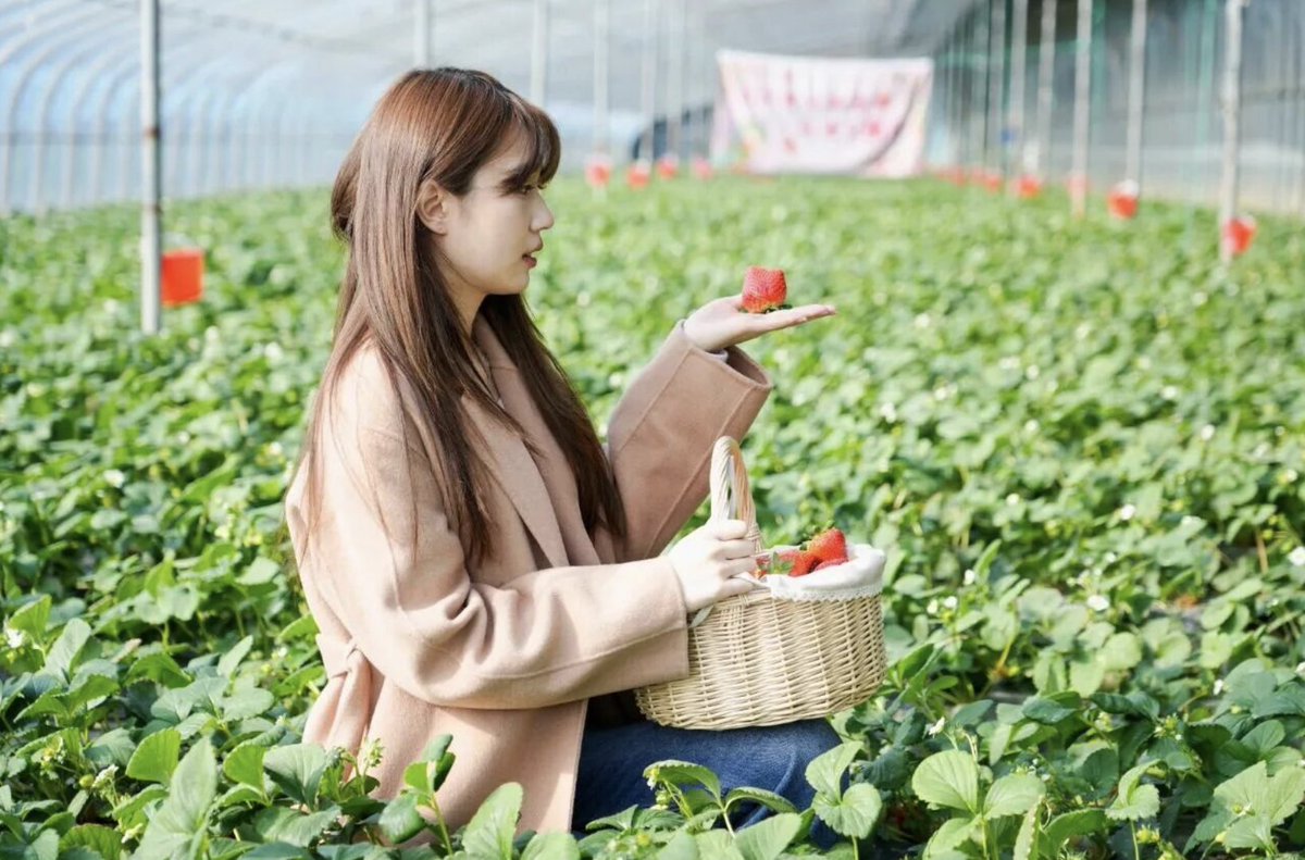 TravelYant95583's tweet image. Strawberry season in Yantai 🍓
Warm greenhouses.
Fresh-picked sweetness.
High-tech farms &amp;amp; 100-acre fields.
Pick. Taste. Smile.
Spring feels sweeter here.
#Yantai #StrawberrySeason #SpringInYantai #VisitYantai