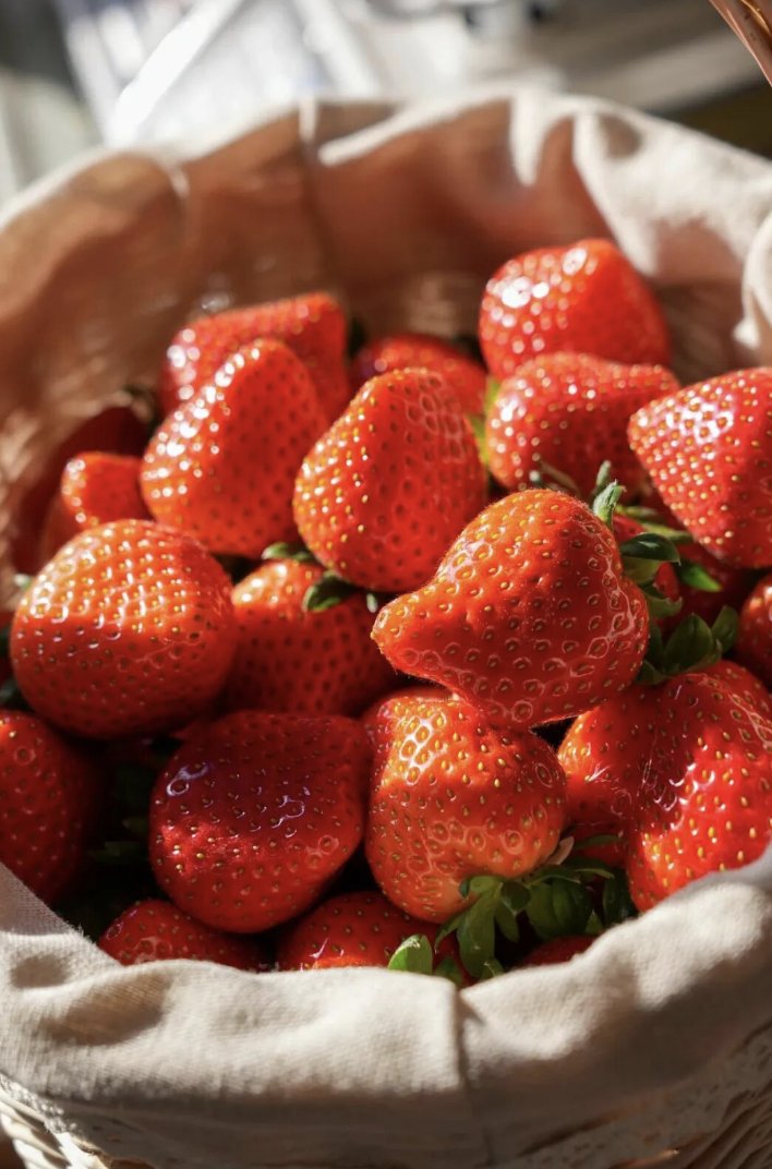TravelYant95583's tweet image. Strawberry season in Yantai 🍓
Warm greenhouses.
Fresh-picked sweetness.
High-tech farms &amp;amp; 100-acre fields.
Pick. Taste. Smile.
Spring feels sweeter here.
#Yantai #StrawberrySeason #SpringInYantai #VisitYantai