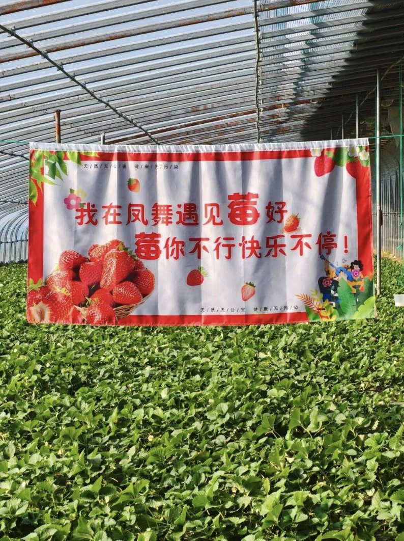 TravelYant95583's tweet image. Strawberry season in Yantai 🍓
Warm greenhouses.
Fresh-picked sweetness.
High-tech farms &amp;amp; 100-acre fields.
Pick. Taste. Smile.
Spring feels sweeter here.
#Yantai #StrawberrySeason #SpringInYantai #VisitYantai