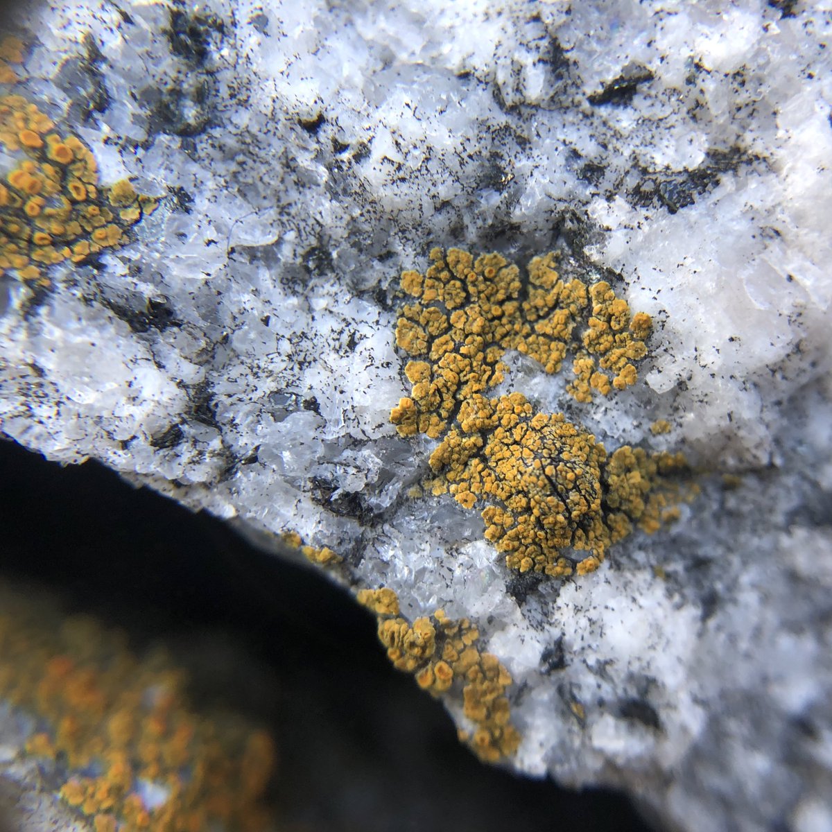 わけー tweet media